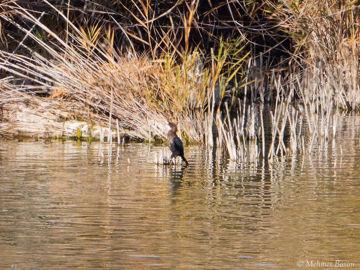 Pygmy Cormorant - ML645062819