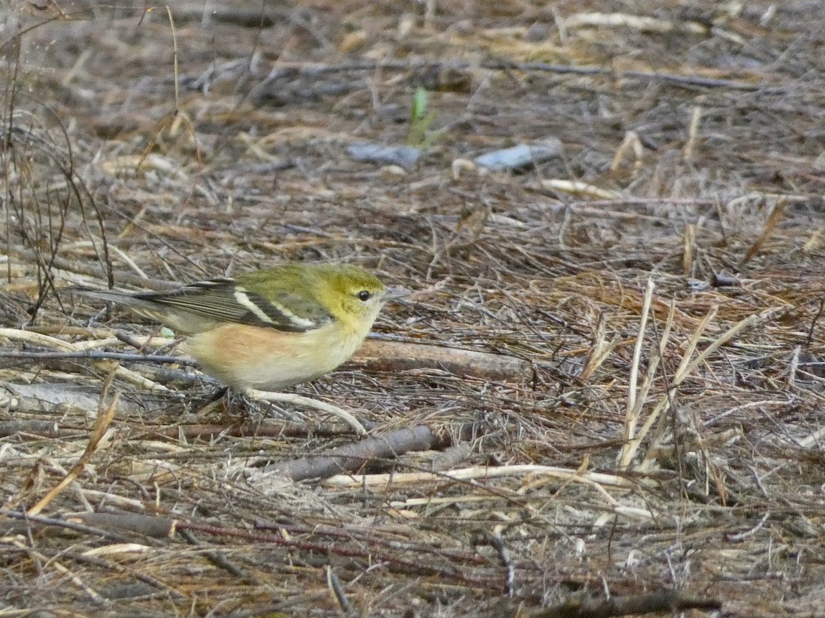 Пісняр-лісовик каштановий - ML645062821