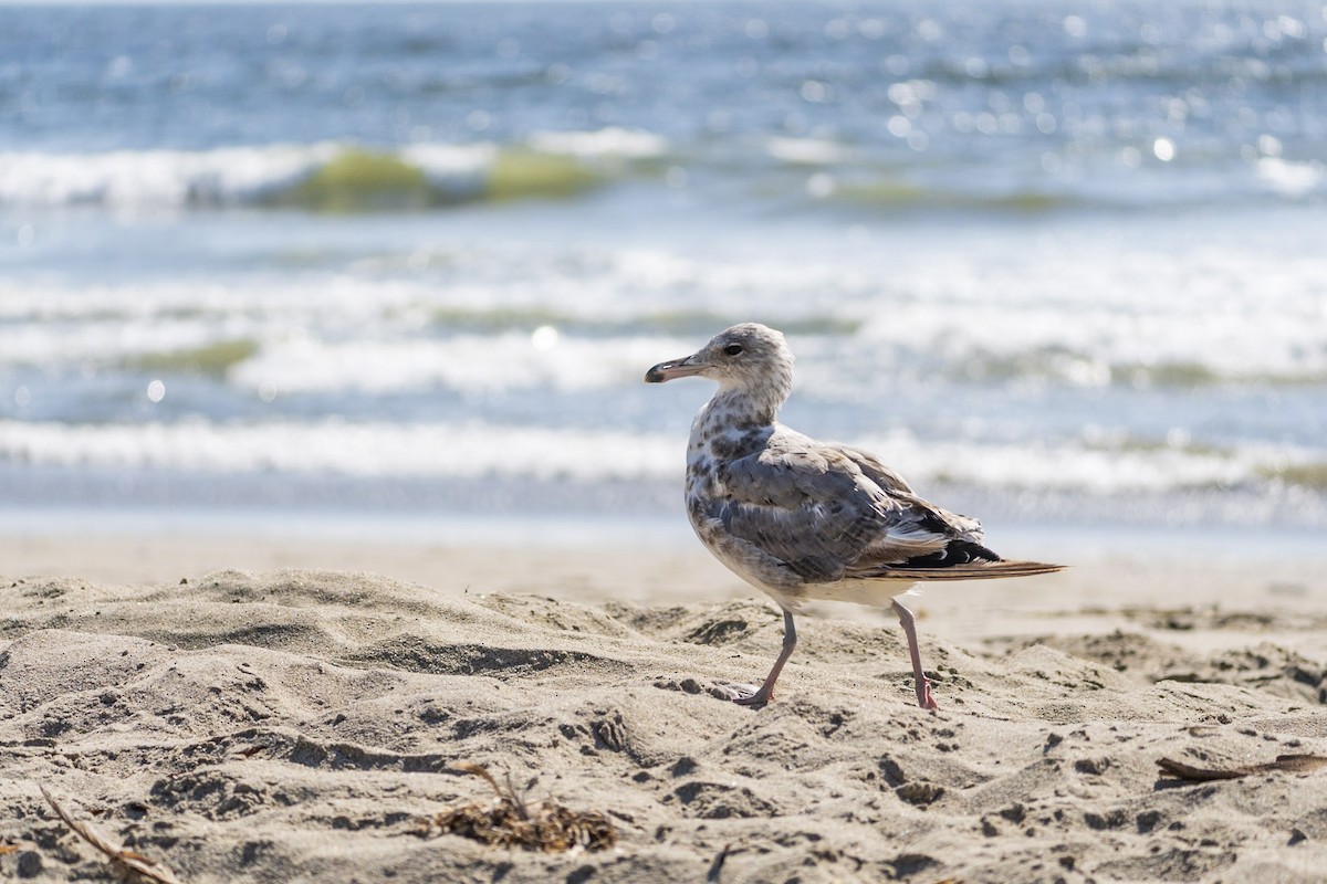 California Gull - ML645062829