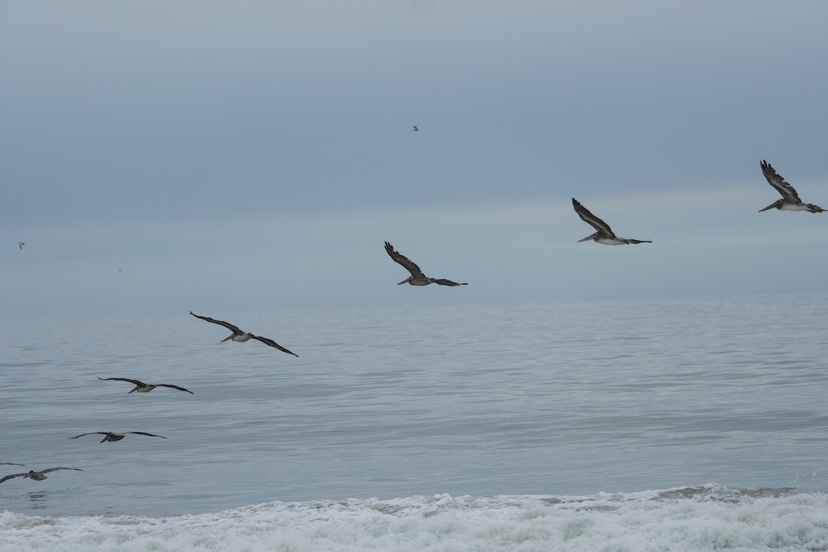 Brown Pelican - ML645062838