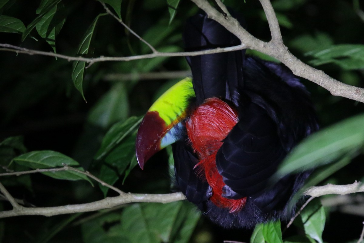 tukan středoamerický - ML645062840