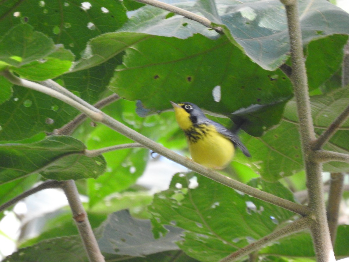 Reinita Canadiense - ML645062850