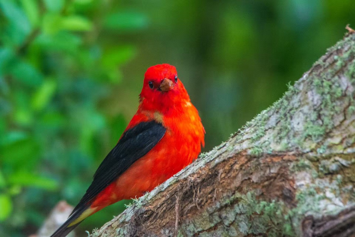 Scarlet Tanager - ML645062852