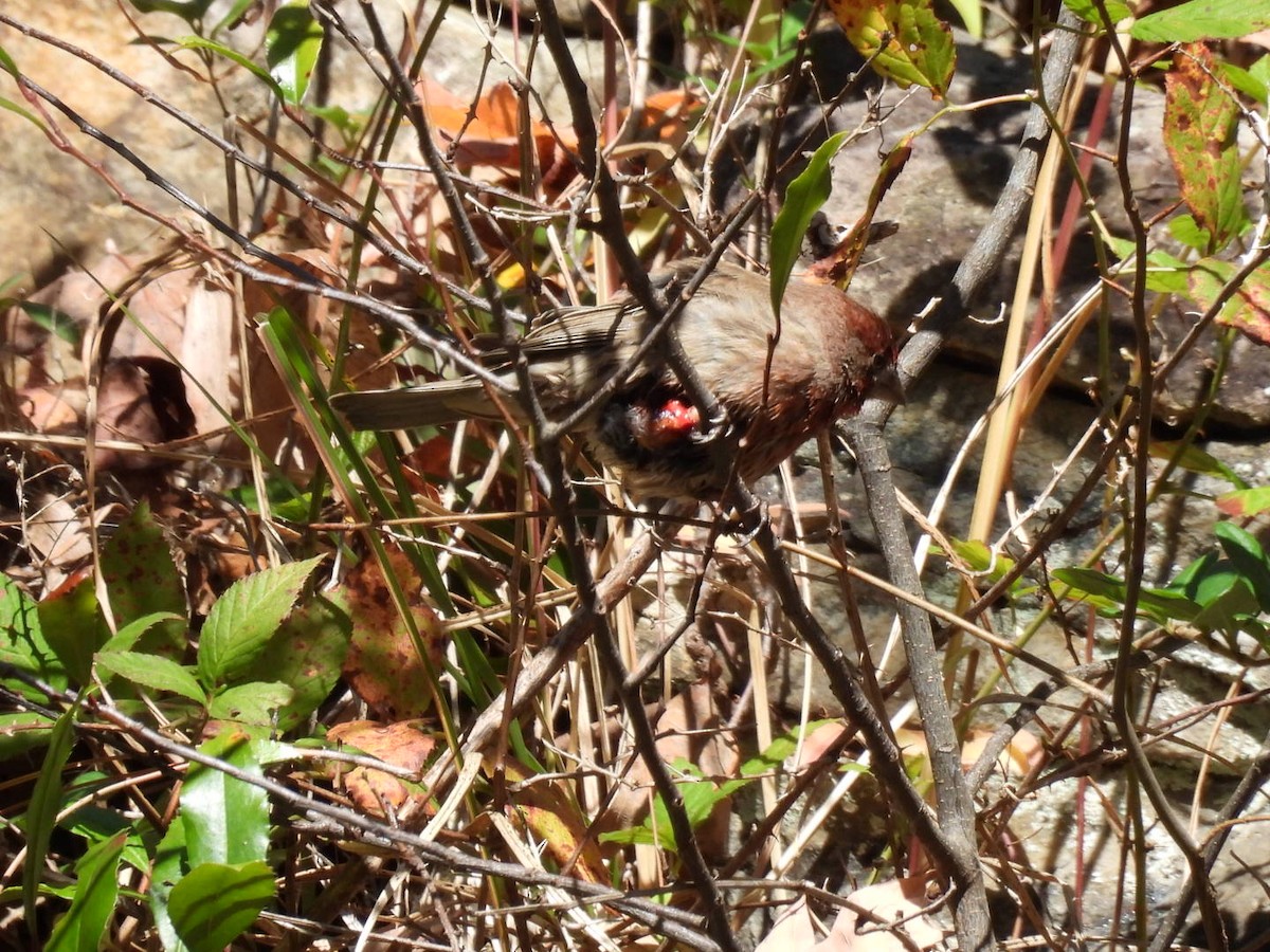House Finch - ML645062853