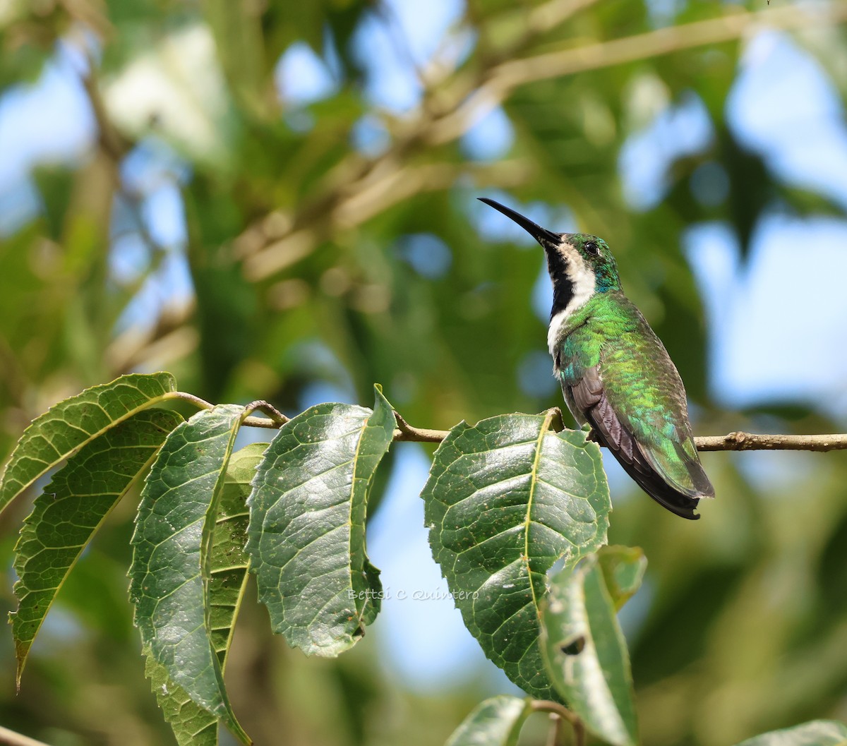 ムナグロマンゴーハチドリ - ML645062880