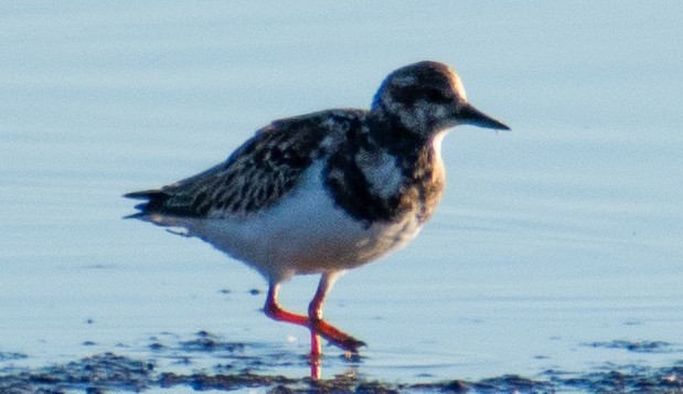 Red Knot - ML645062881