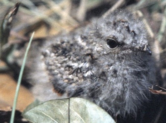 White-tailed Nightjar - ML645062890