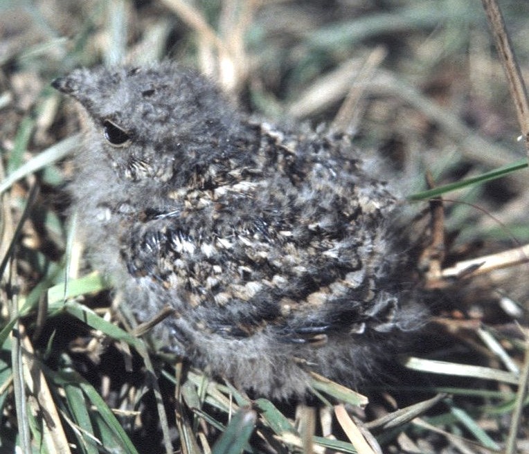 White-tailed Nightjar - ML645062891