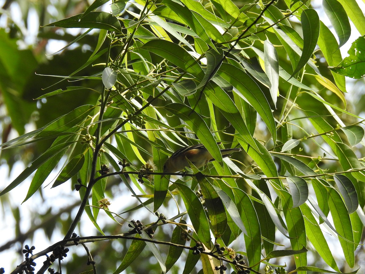 Пісняр-лісовик каштановий - ML645062896