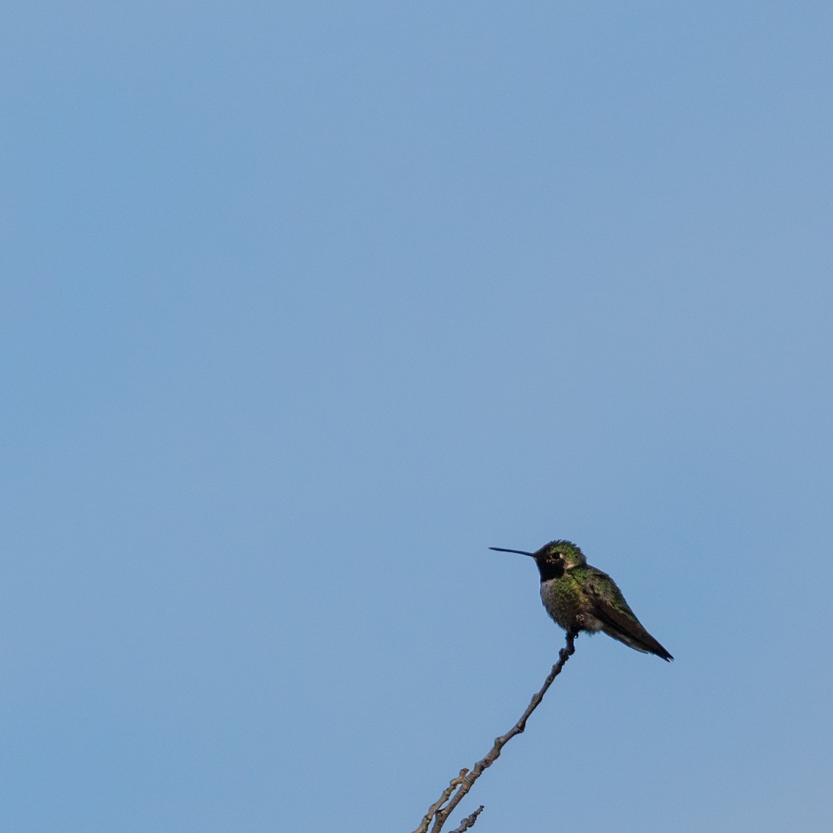 Broad-tailed Hummingbird - ML645062905
