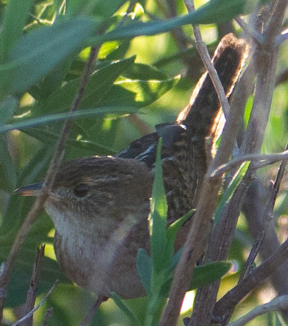 Sedge Wren - ML645062906