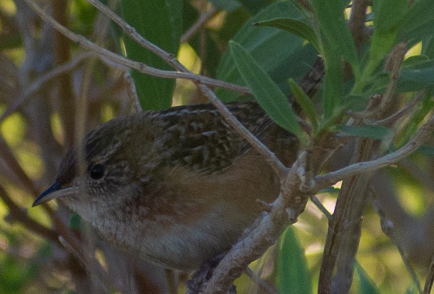 Sedge Wren - ML645062909