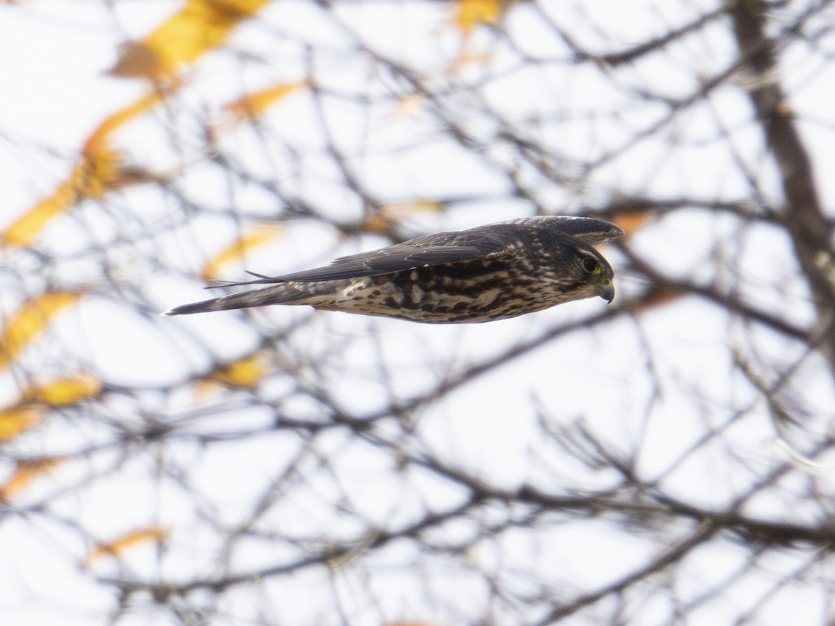 Merlin - ML645062919