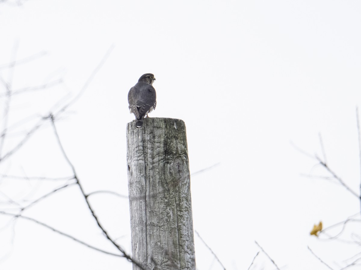 Merlin - ML645062921