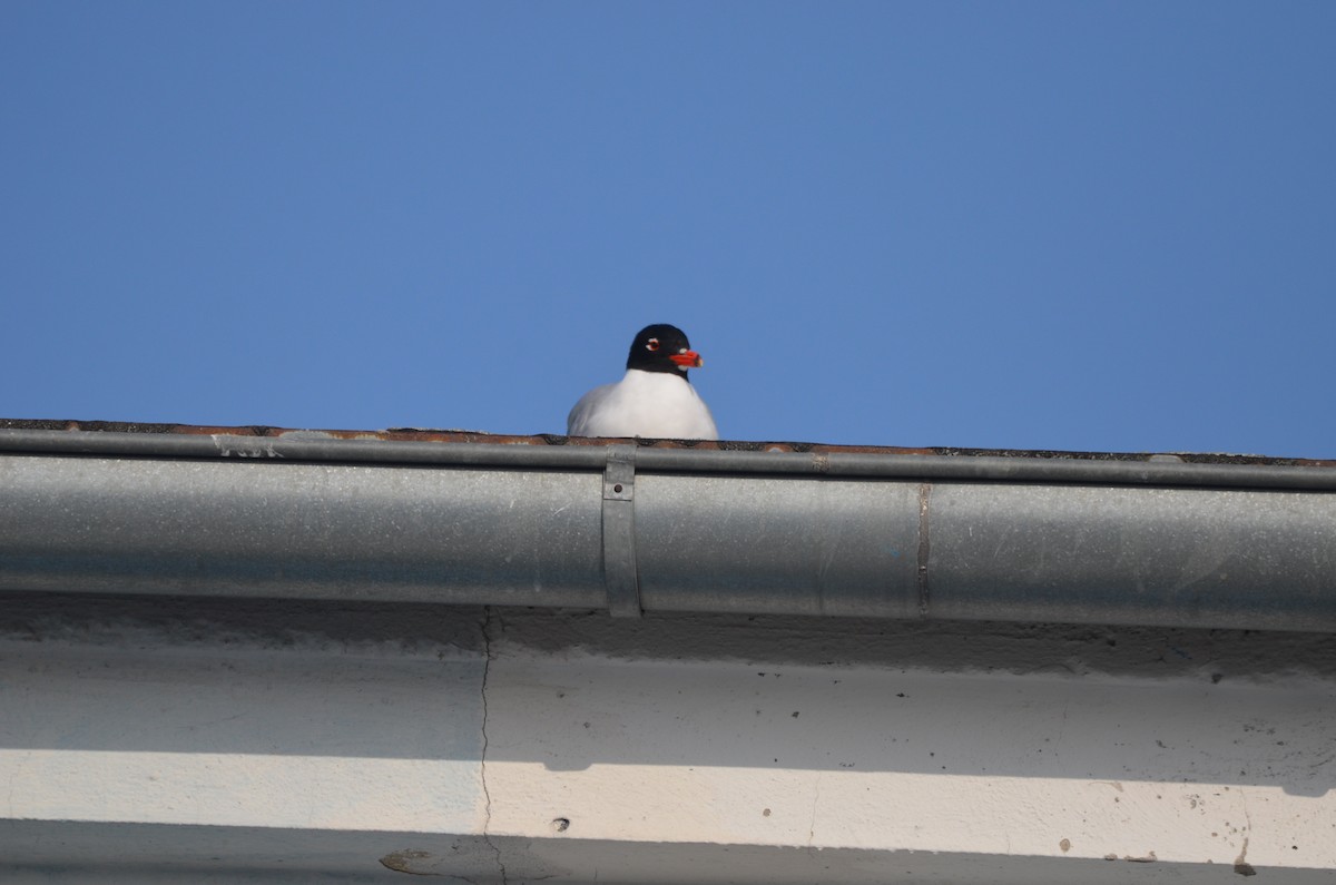 Mediterranean Gull - ML645062924