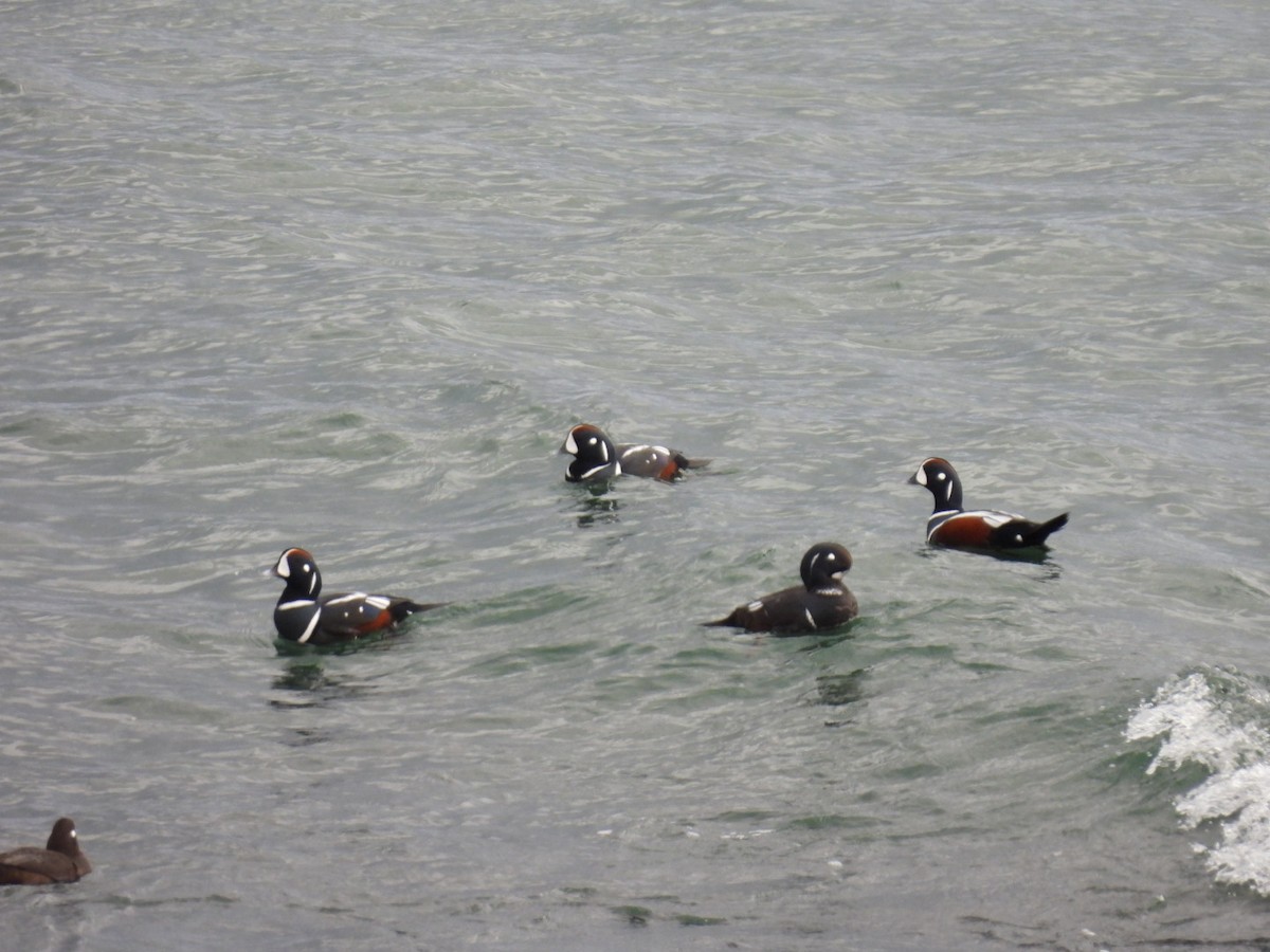 Ahate arlekina - ML645062929