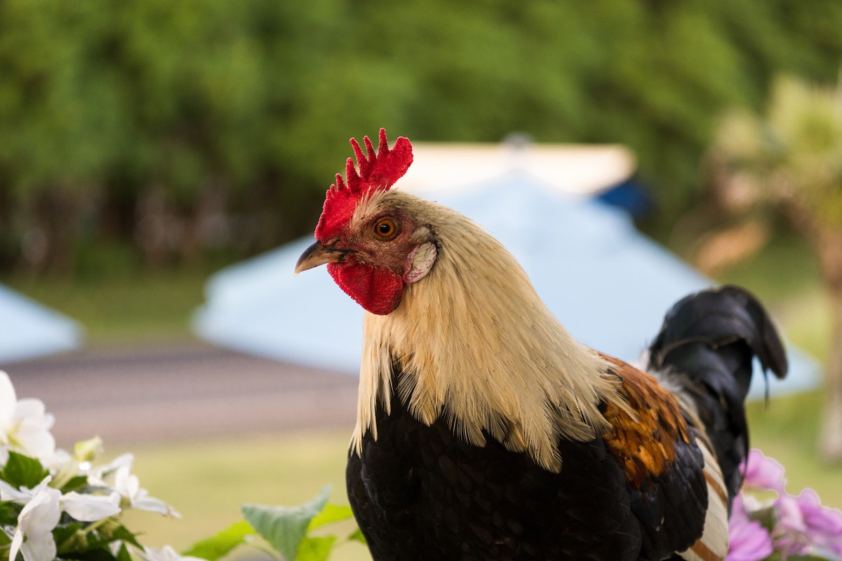 Red Junglefowl (Domestic type) - ML645062931