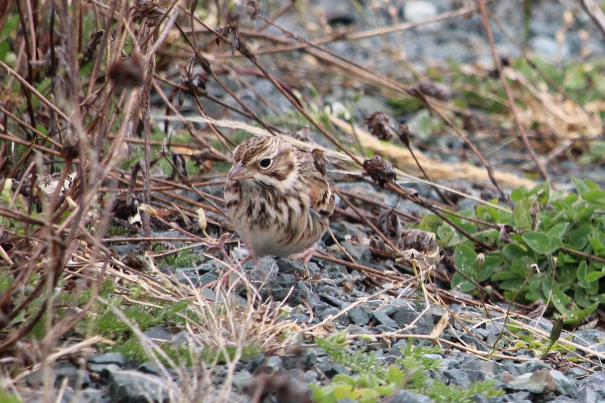 Vesper Sparrow - ML645062932