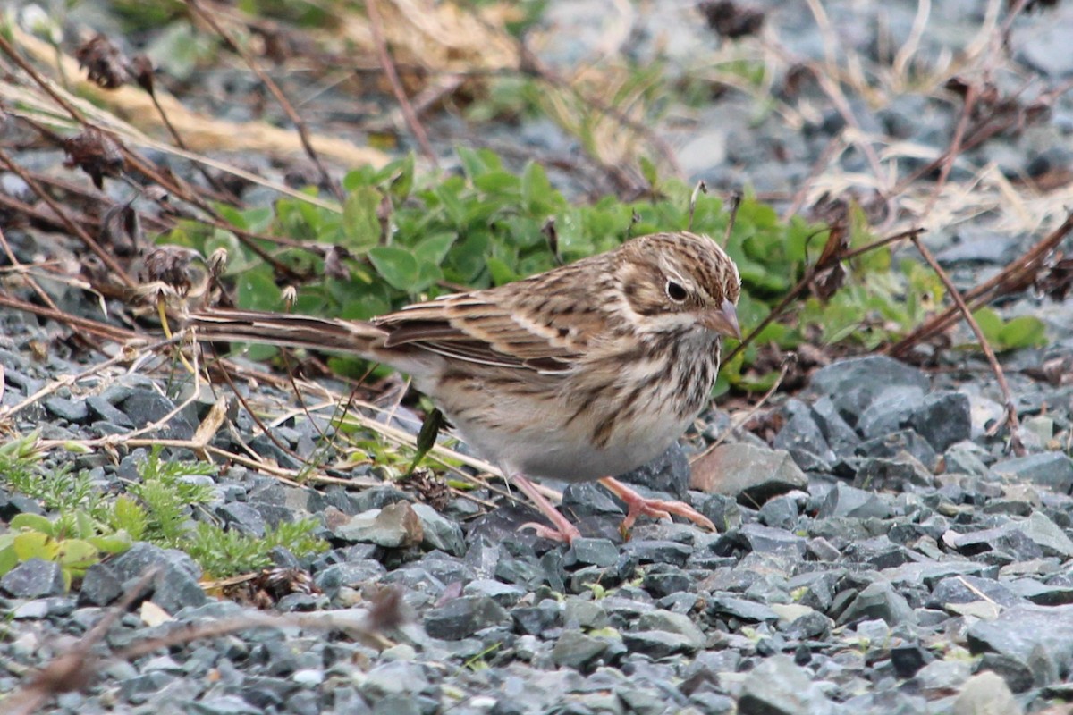 Vesper Sparrow - ML645062933