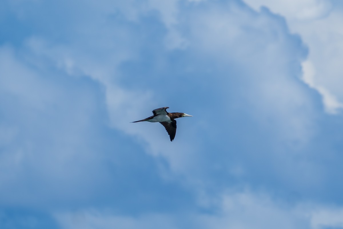 Brown Booby - ML645062936