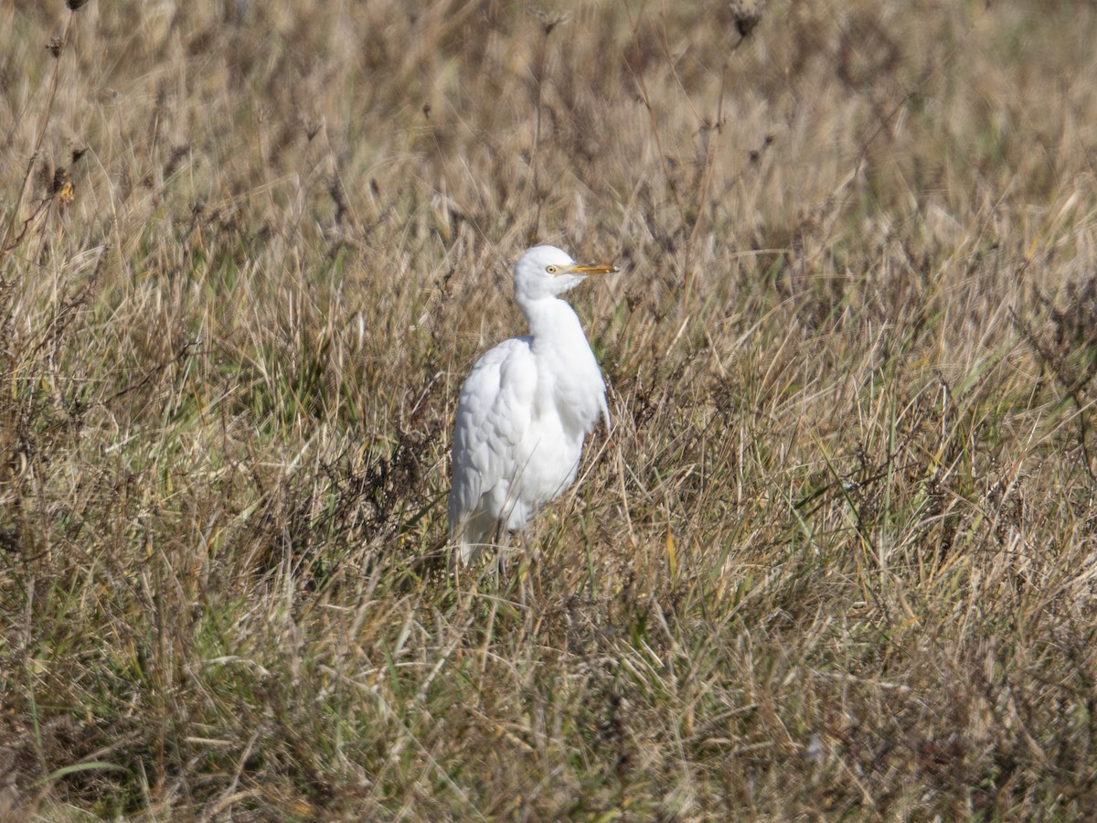 Kuhreiher - ML645062939