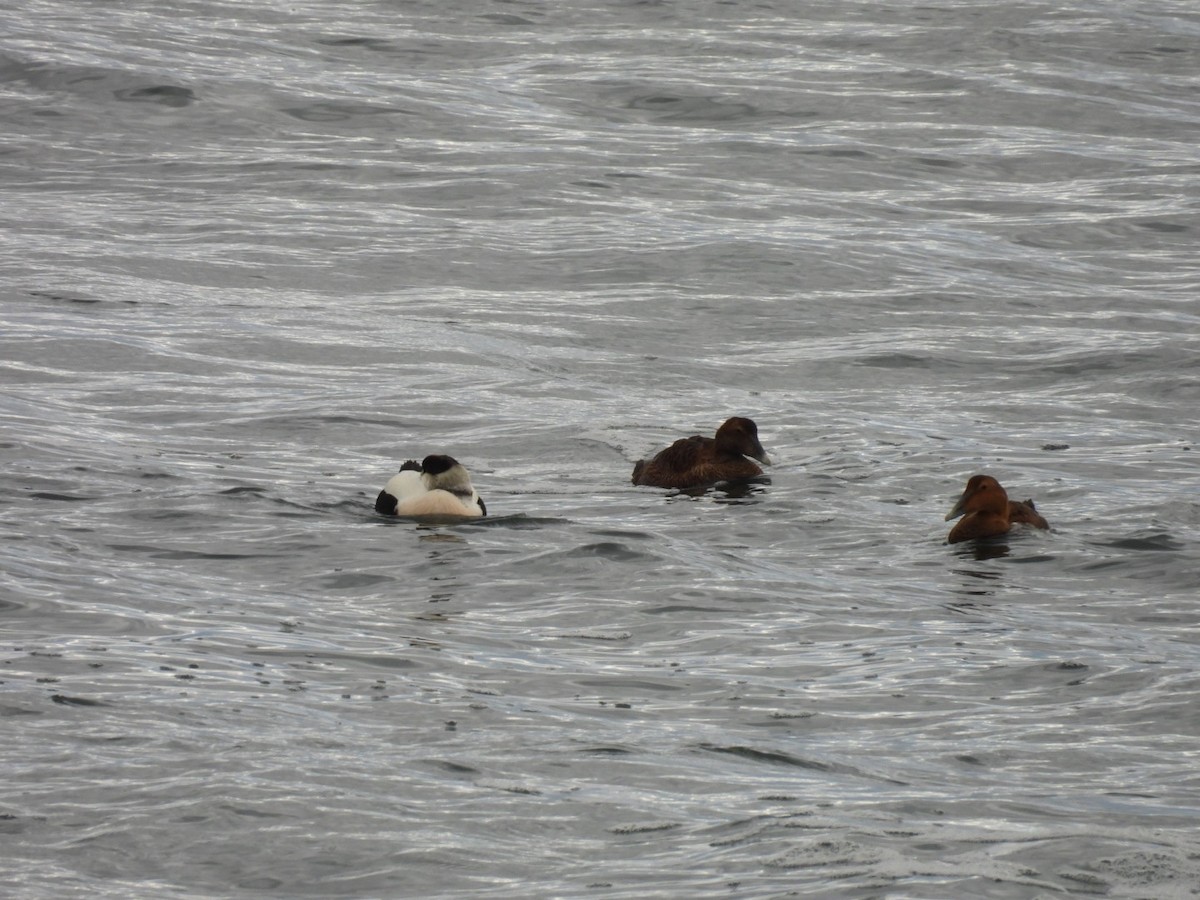 Common Eider - ML645062942