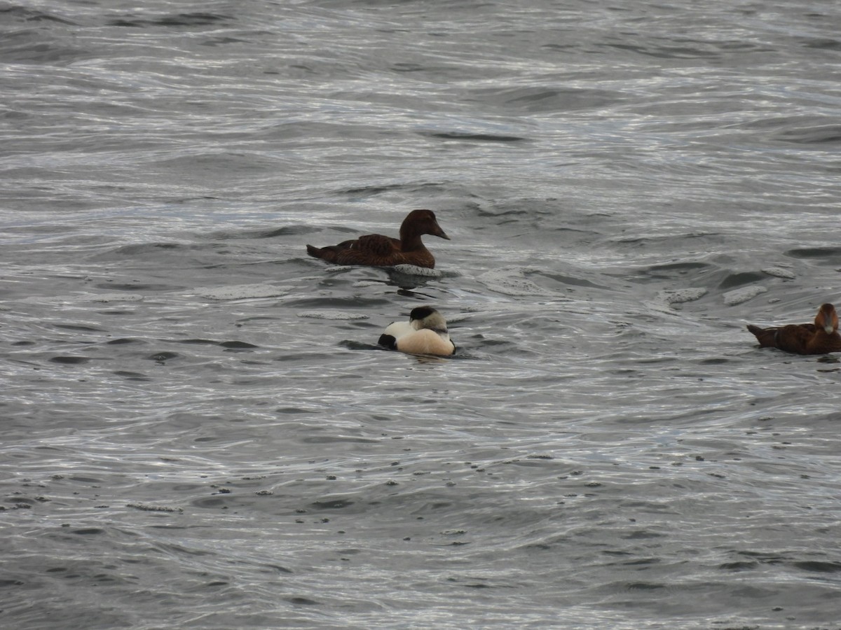Common Eider - ML645062943