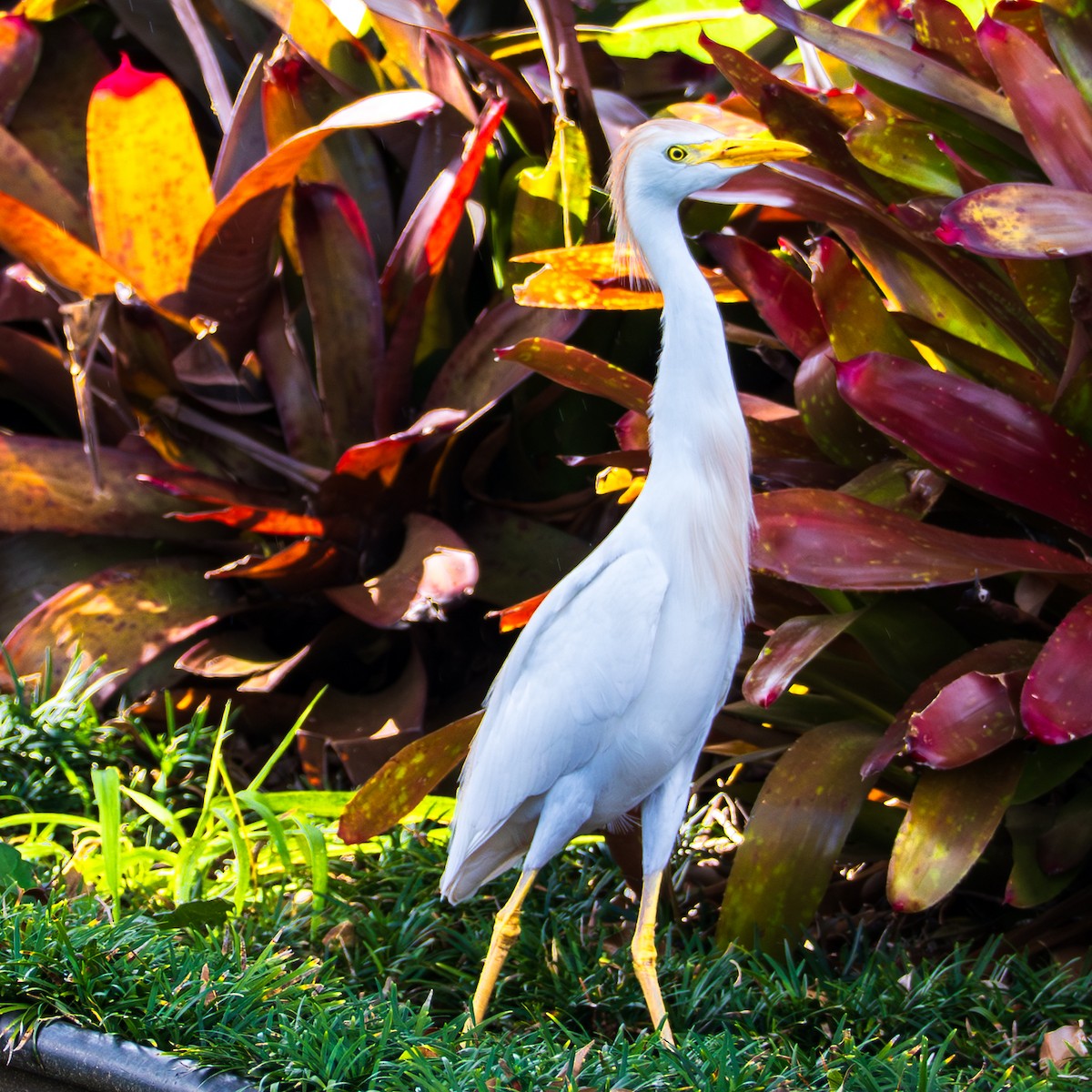 Western Cattle-Egret - ML645062945