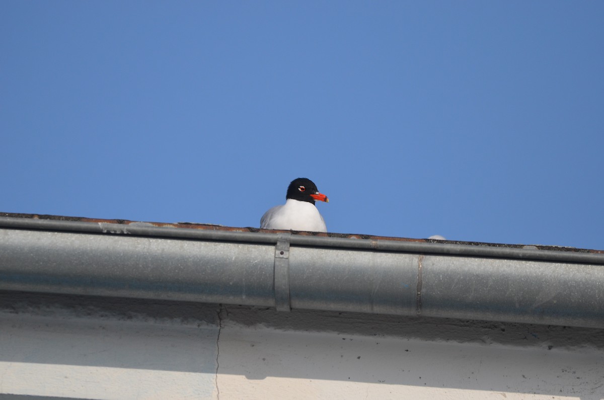 Mediterranean Gull - ML645062948