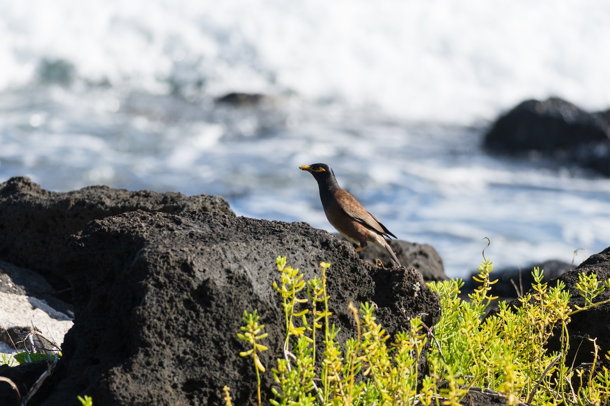 Common Myna - ML645062953
