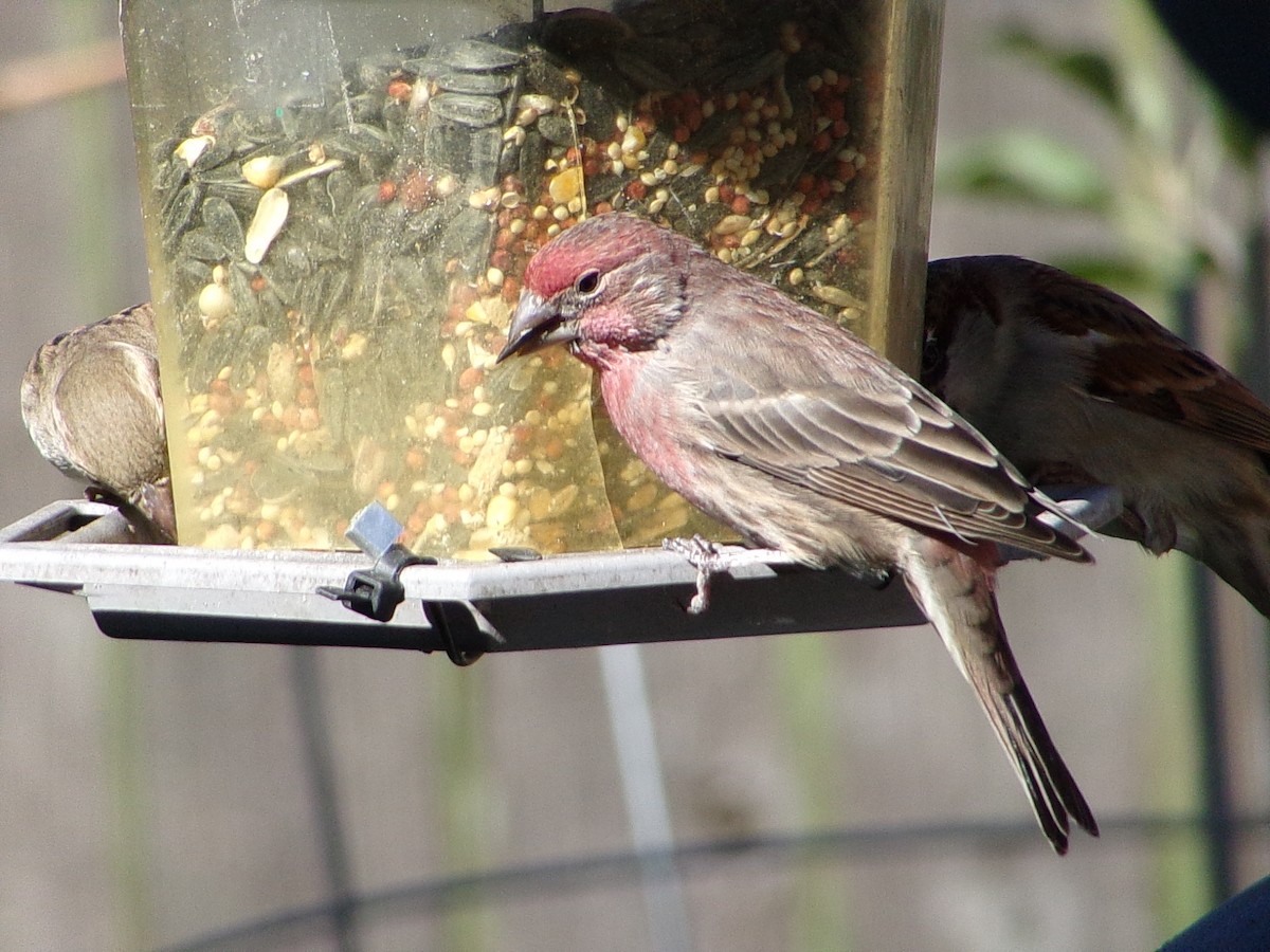 House Finch - ML645062956