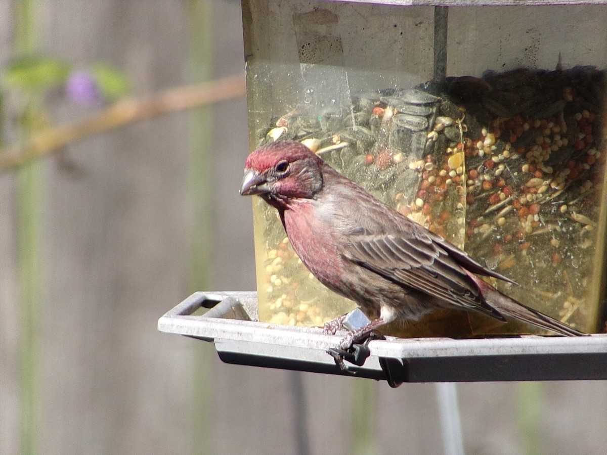 House Finch - ML645062957
