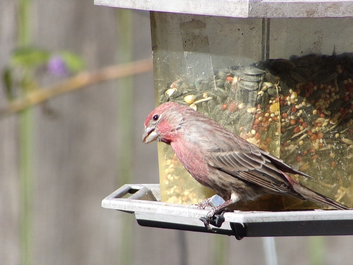 House Finch - ML645062958