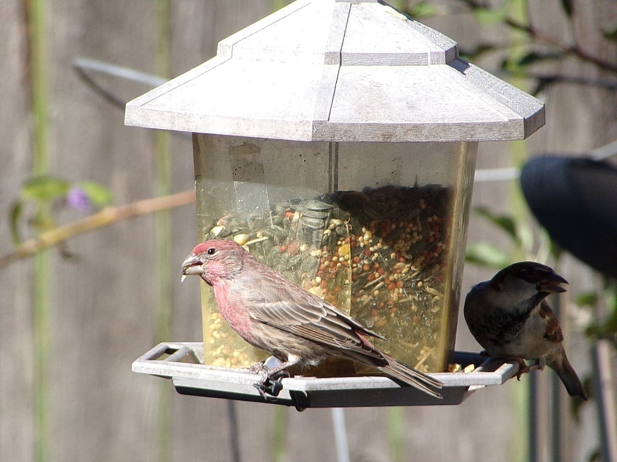 House Finch - ML645062959