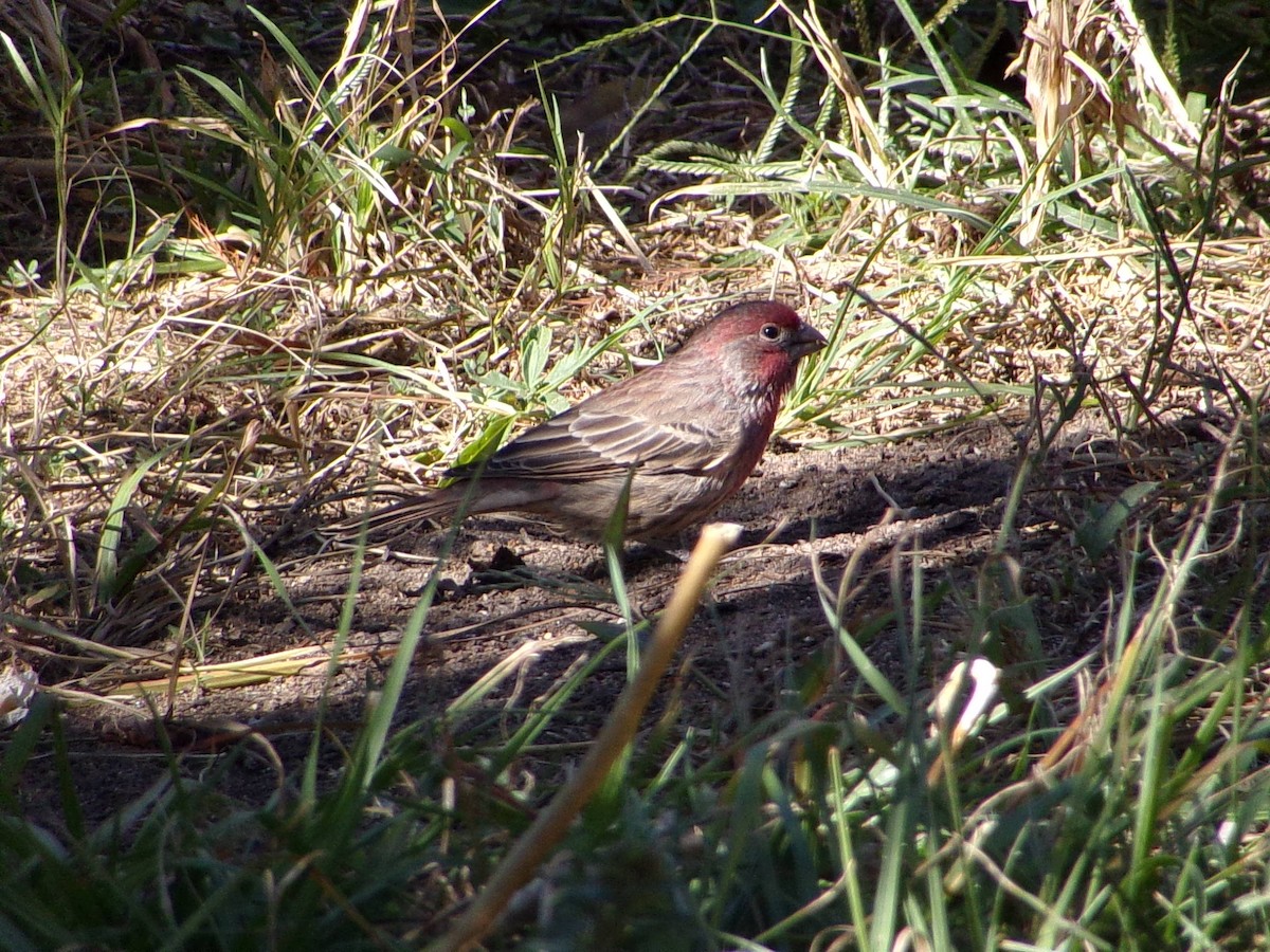 House Finch - ML645062960