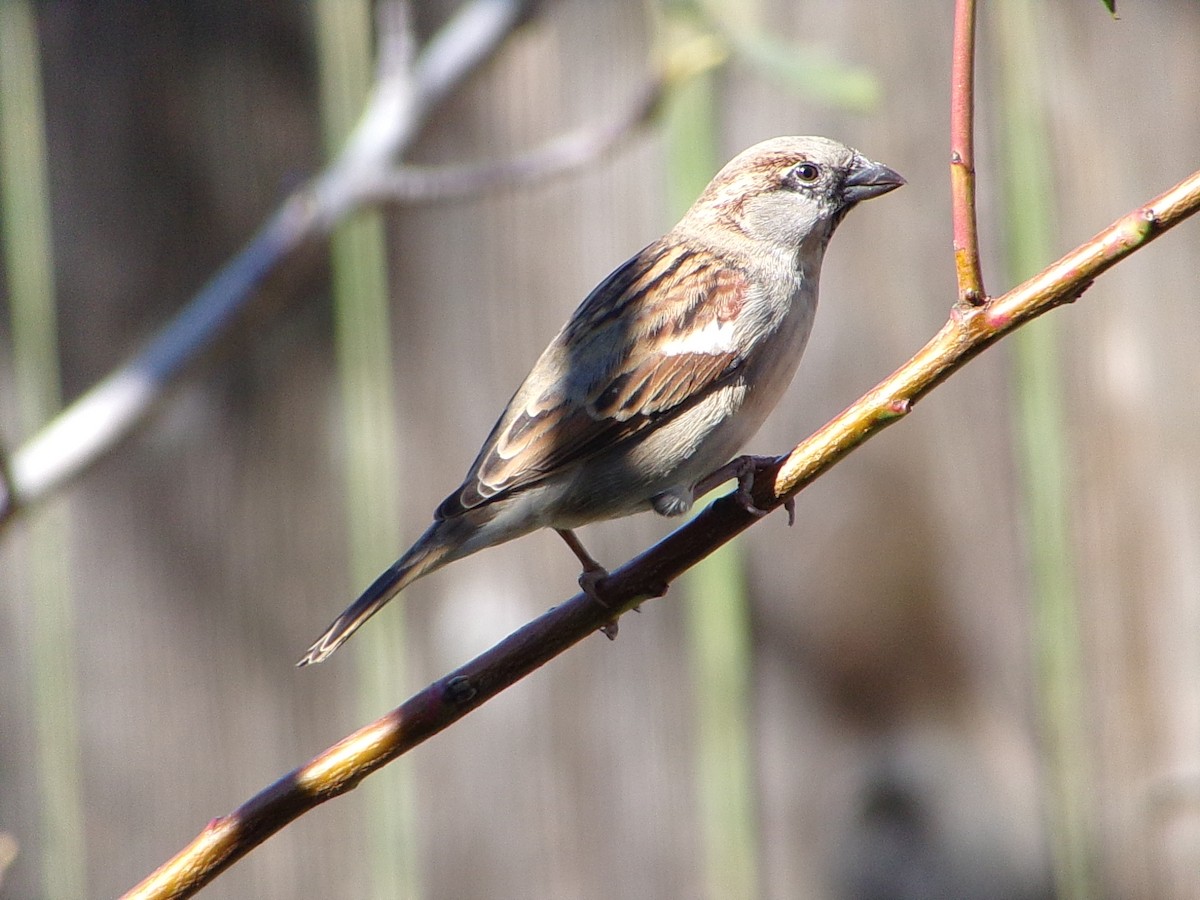 Gorrión Común - ML645062961
