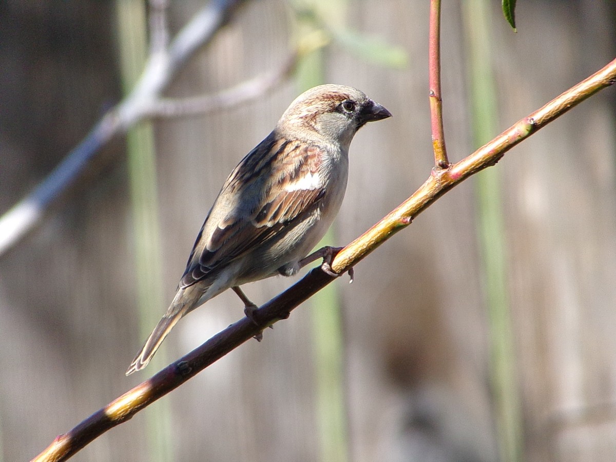 Gorrión Común - ML645062962