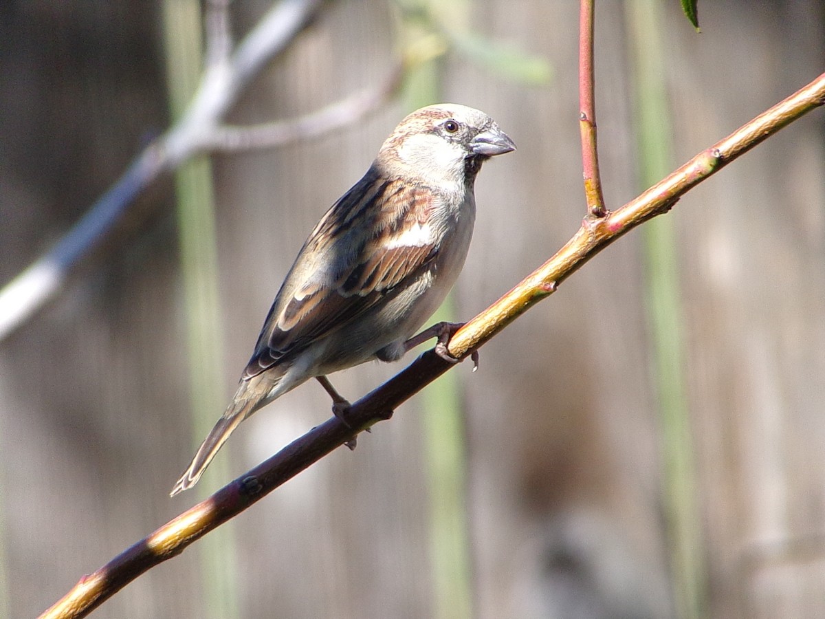 Gorrión Común - ML645062963
