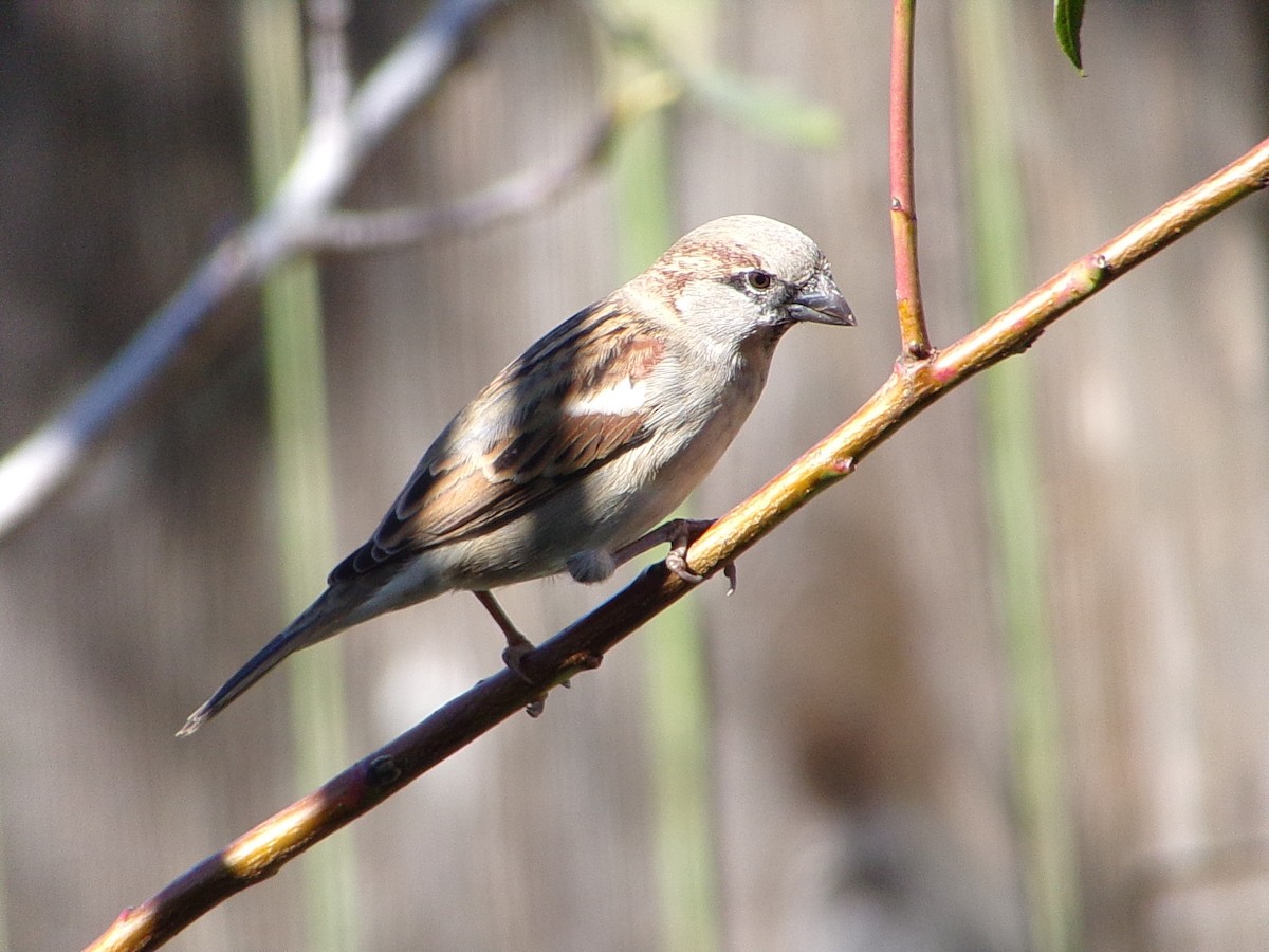 Gorrión Común - ML645062964