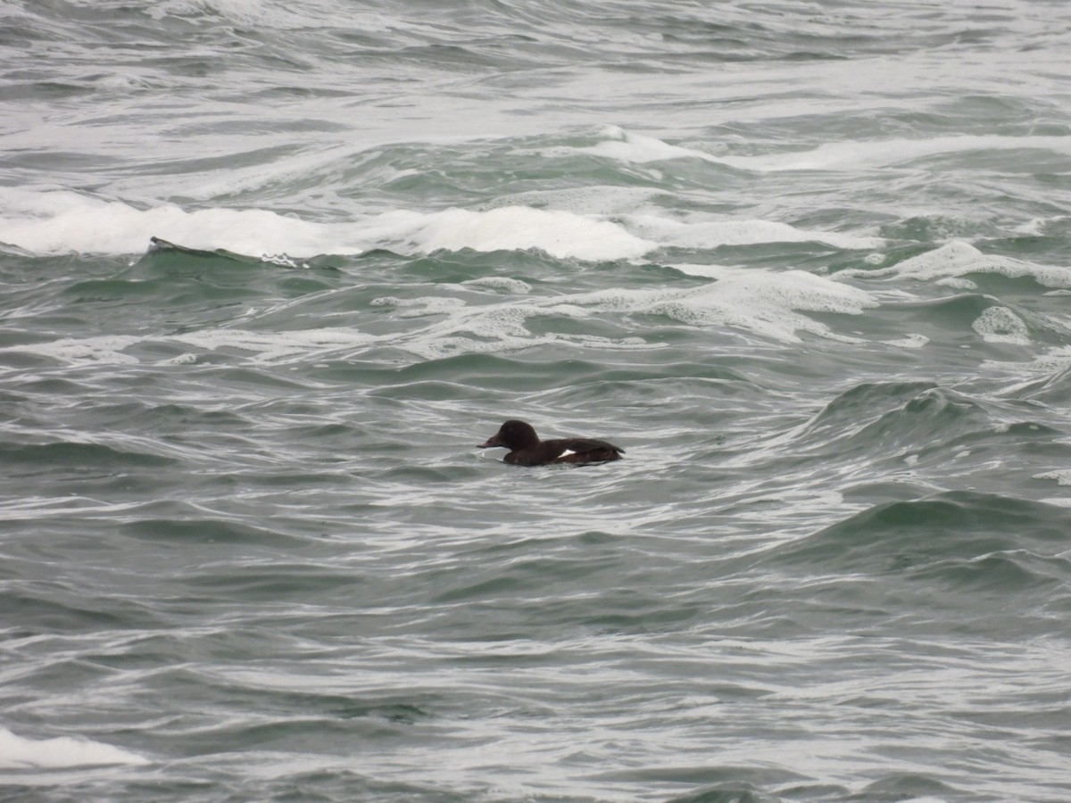 Ak Kanatlı Kadife Ördek - ML645062966