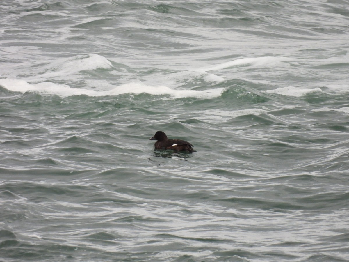 Ak Kanatlı Kadife Ördek - ML645062967