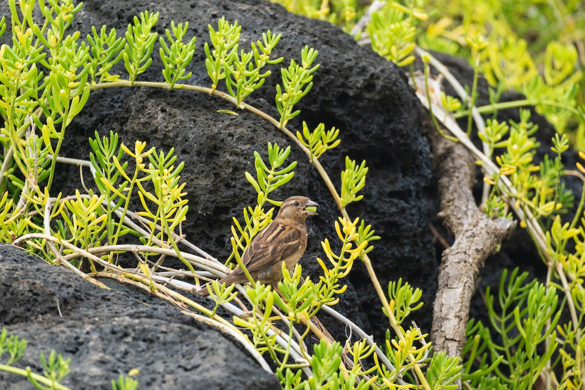 Gorrión Común - ML645062968