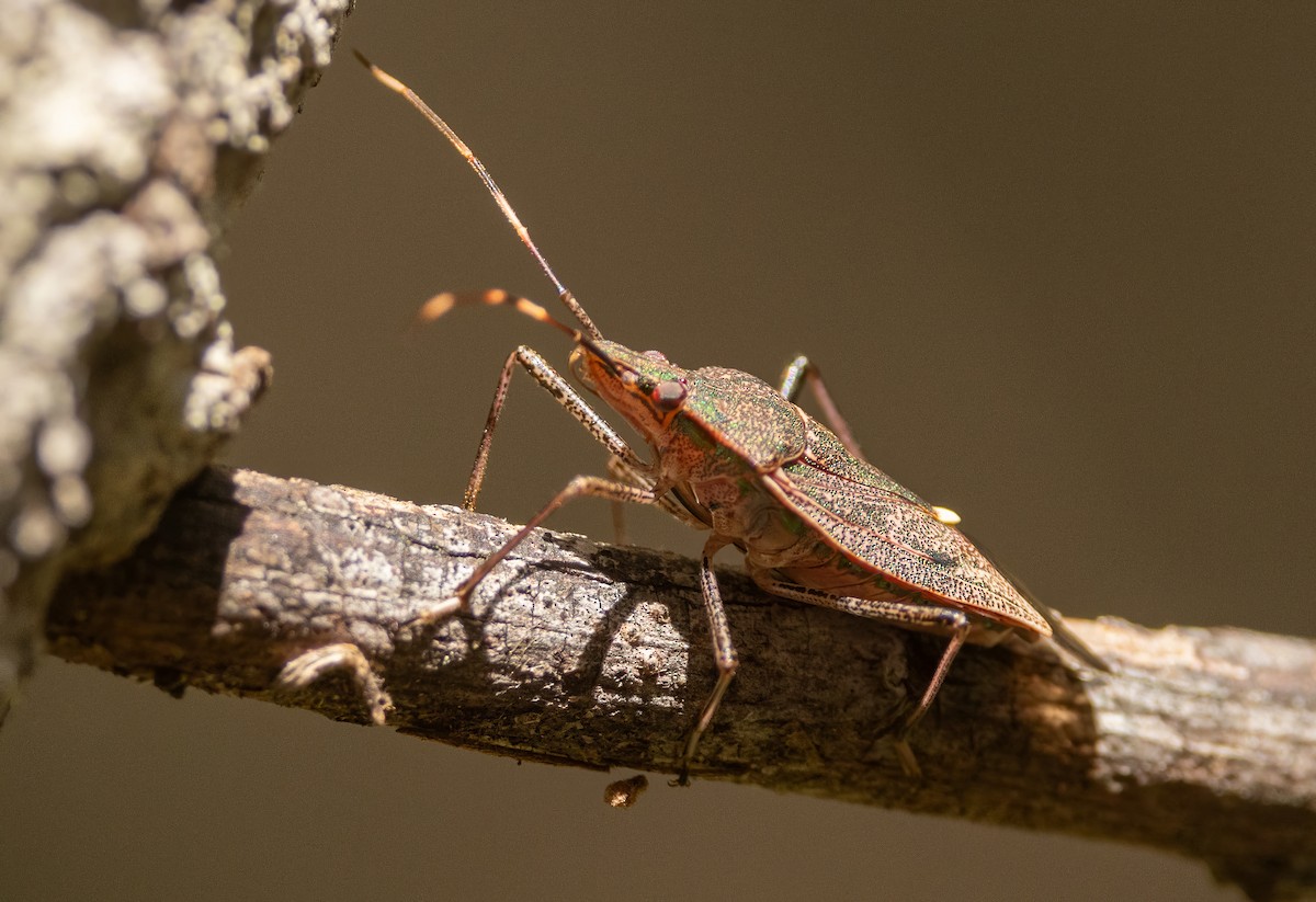 Animals - ML645062972