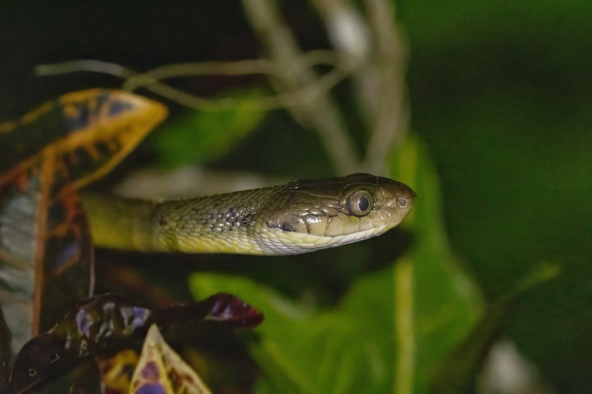 Animals - ML645062985