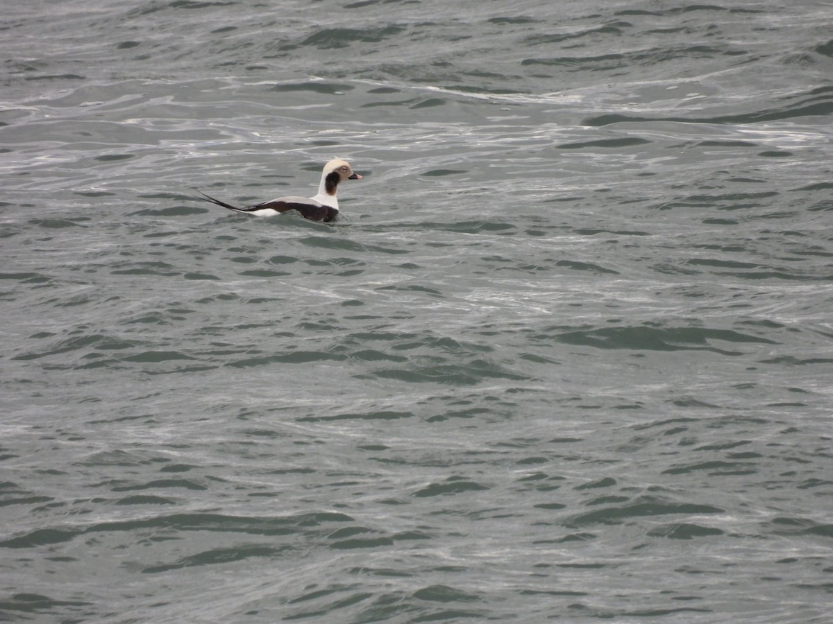 Long-tailed Duck - ML645062986