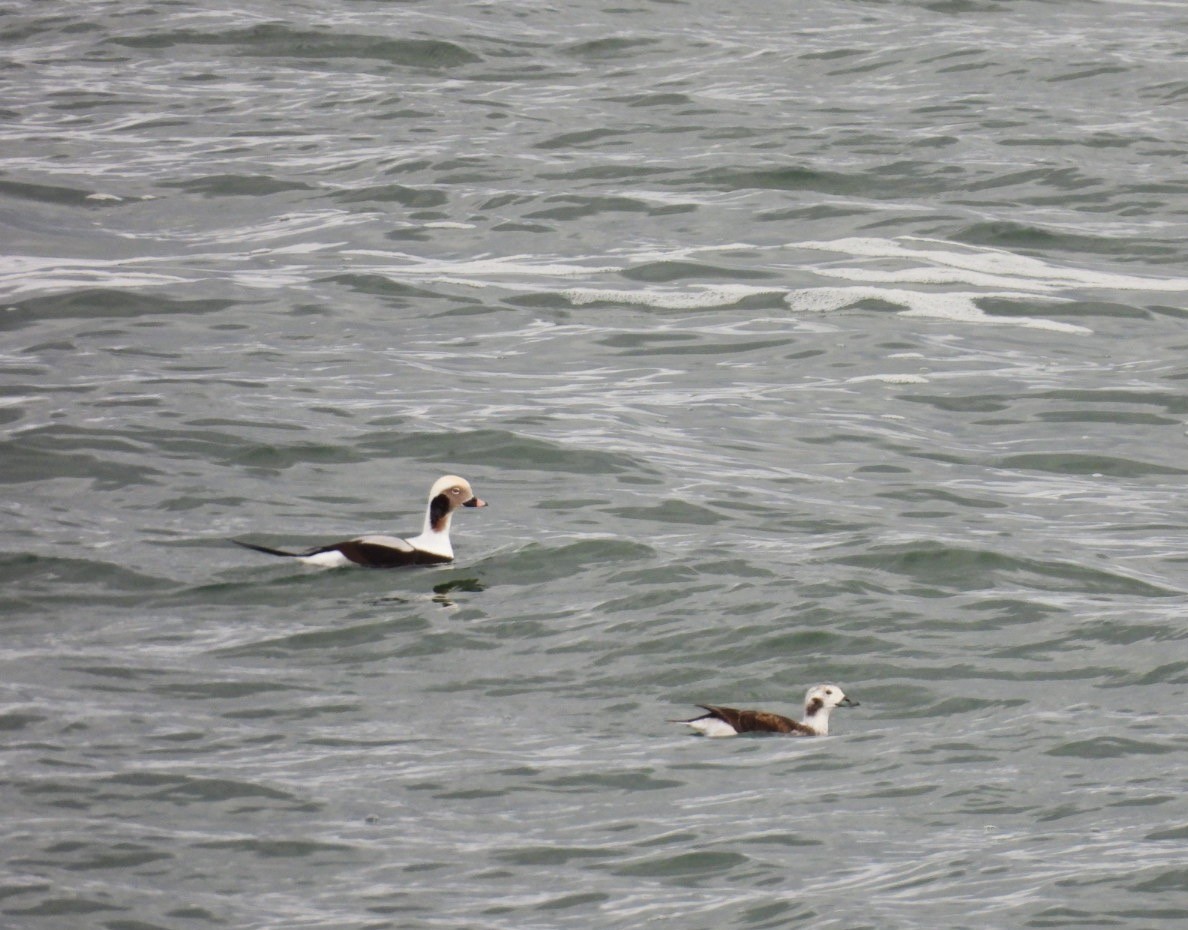 Long-tailed Duck - ML645062987