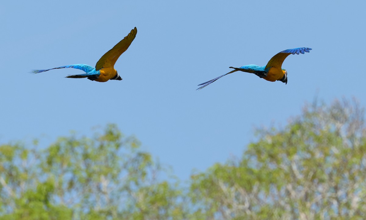 Guacamayo Azuliamarillo - ML645062988