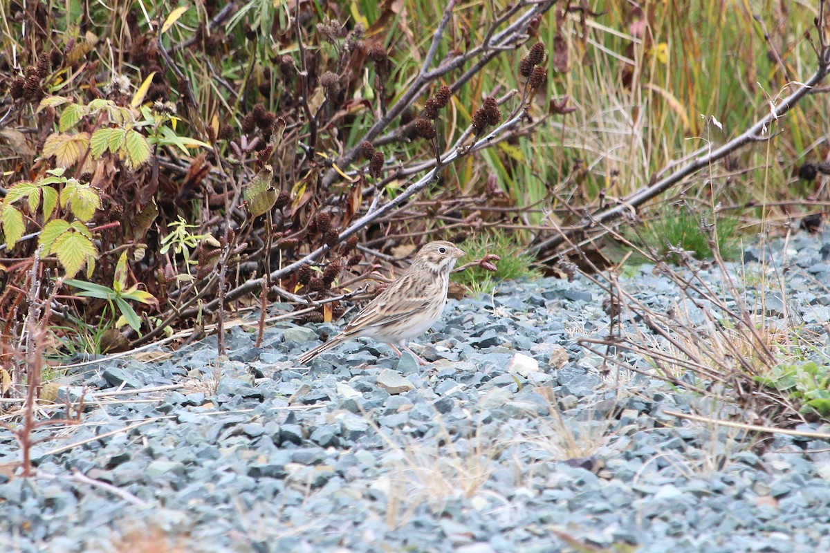 Vesper Sparrow - ML645062991