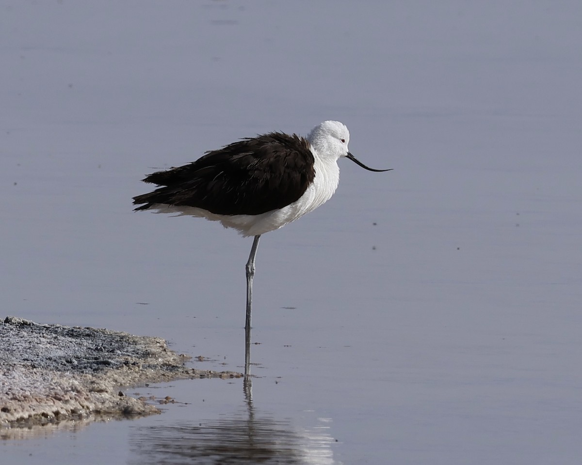 Andean Avocet - ML645063006