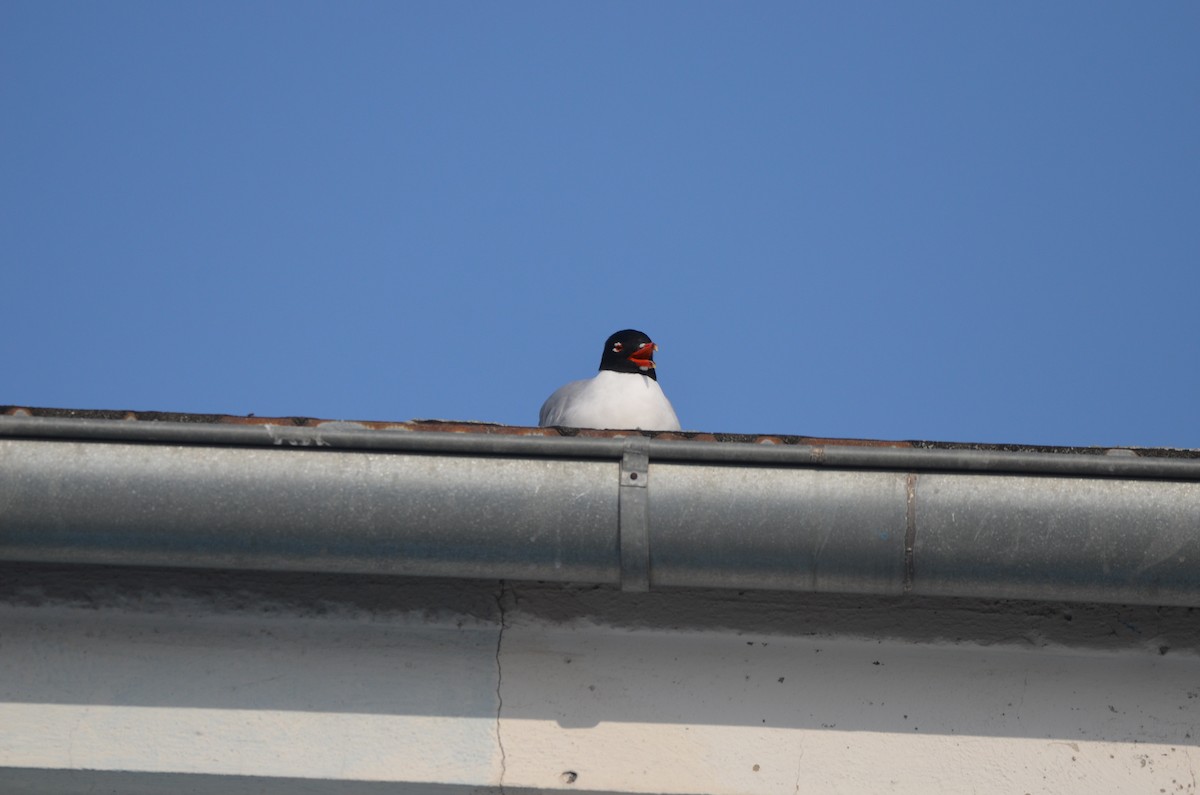 Mediterranean Gull - ML645063007